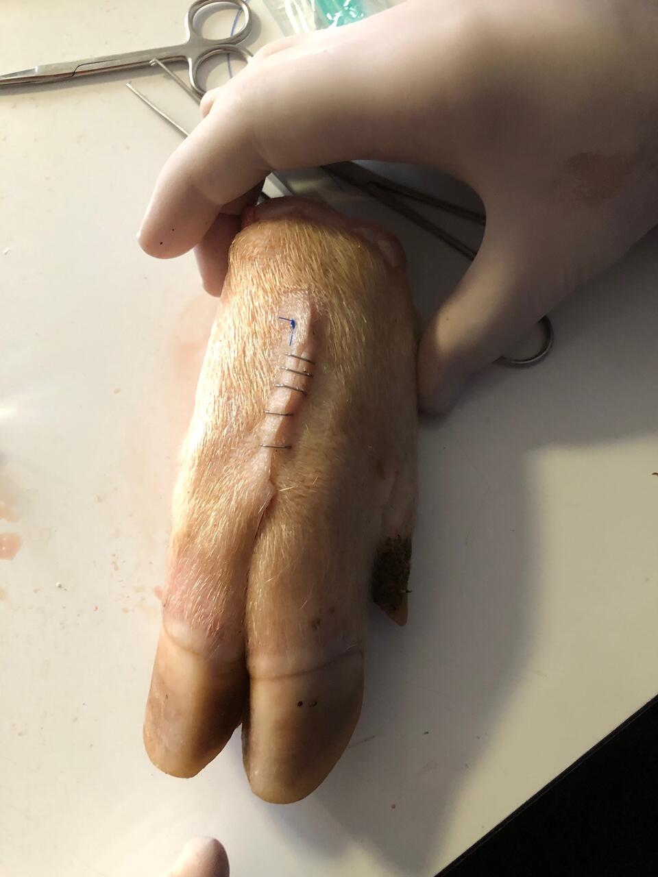 Gen&auml;hte Schweinepfote, Michael Putsch